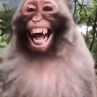 🤩 monkey, animal, primate, mammal, funny, laughing, expression, wildlife whatsapp sticker