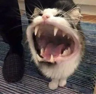 🤤 cat, animal, mouth, teeth, open, feline telegram sticker
