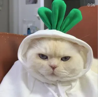 🤍 gato, gato branco, moletom com capuz, animal de estimação, animal, fofo, engraçado telegram sticker