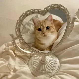 🌟 Katze, Spiegel, süß, Tier, Haustier, Reflexion telegram sticker