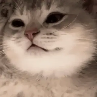 😶 gato, animal, animal de estimação, gatinho, fofo, felino whatsapp sticker