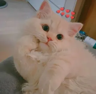 😸 kat, kitten, huisdier, dier, schattig, fluffy, huisdier, hartjes telegram sticker
