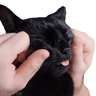 🤗 @fix_fox cat, black cat, pet, animal, cute, tongue, happy telegram sticker
