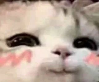 🥴 chat, animal, mignon, animal de compagnie, chaton, kawaii telegram sticker