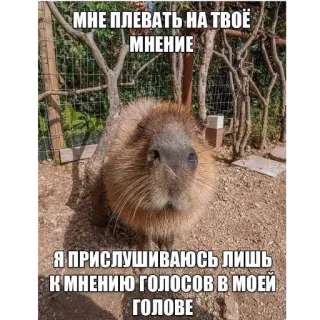 👍 МНЕ ПЛЕВАТЬ НА ТВОЁ МНЕНИЕ
Я ПРИСЛУШИВАЮСЬ ЛИШЬ К МНЕНИЮ ГОЛОСОВ В МОЕЙ ГОЛОВЕ Capybara, Meme, Animal, Drôle, Opinion, Voix whatsapp sticker