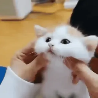 😽 кот, котенок, милый, животные, питомец whatsapp sticker