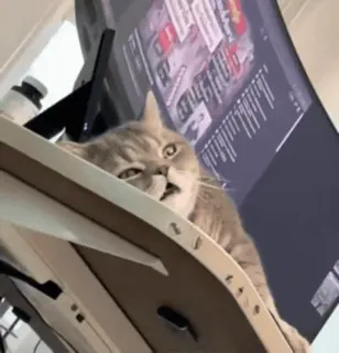 🌟 cat, animal, lazy, meme, funny, domestic animal telegram sticker
