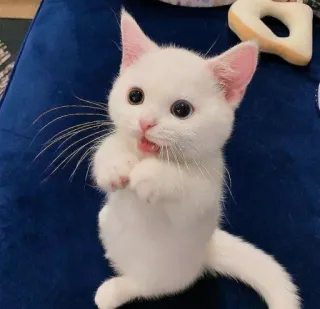 🤔 Kätzchen, Katze, Weiß, Süß, Niedlich telegram sticker