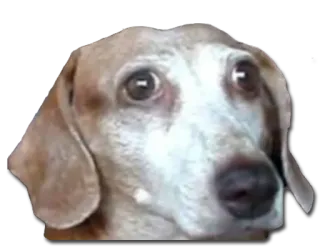 😭 dog, animal, sad, funny, cute, meme telegram sticker