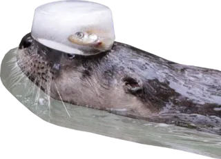 ❄ wydra, ryba, lód, zwierzę, woda, dzika przyroda telegram sticker
