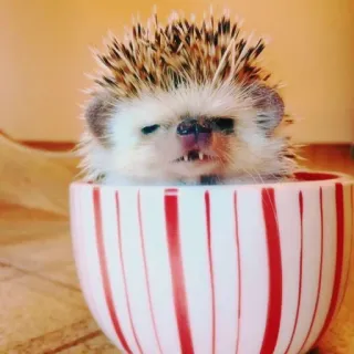 🦔 riccio, tazza, animale, carino, adorabile whatsapp sticker