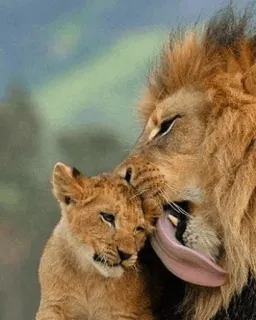 👅 лев, львенок, животные, дикая природа, природа, любовь, нежность telegram sticker