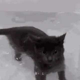 🛁 mèo, động vật, đen, nước, bơi lội telegram sticker