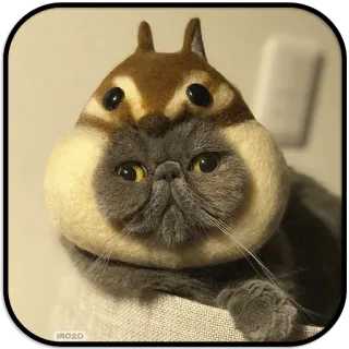 👀 chat, écureuil, animal, animal de compagnie, mignon, drôle whatsapp sticker