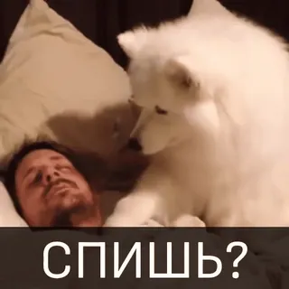 🥴 СПИШЬ? cane, dormire, uomo, letto, divertente telegram sticker