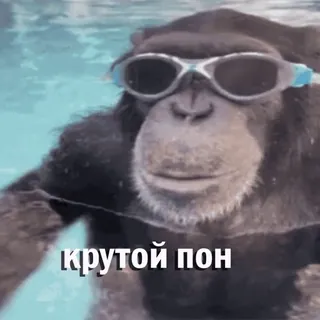 😎 крутой пон macaco, animal, natação, piscina, óculos whatsapp sticker