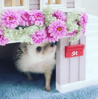 🦔 M egel, dier, bloemen, huis, schattig telegram sticker