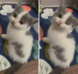 😉 kitten, cat, cute, pet, animal, grey, white telegram sticker