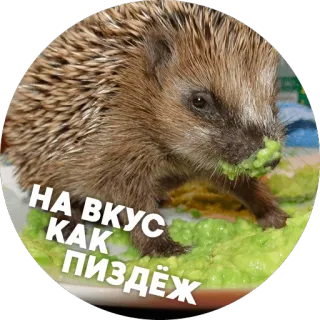😠 НА ВКУС КАК ПИЗДЁЖ hérisson, animal, nourriture, manger, russe, offensant telegram sticker