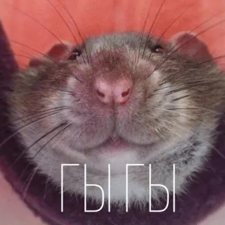 😄 Гы Гы rat, rongeur, animal, mignon, animal de compagnie telegram sticker