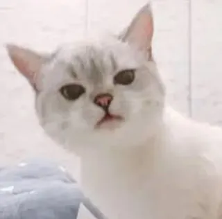 😑 gatto, animale, animale domestico, carino, animale domestico telegram sticker