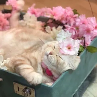 🌸 猫, 花, ペット, 動物, 可愛い, 睡眠, ピンク, 花柄, 子猫 telegram sticker