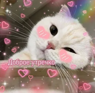 💖 Доброе утречко gatto, carino, cuori, mattina, buongiorno, kawaii telegram sticker