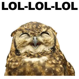 😌 LOL:LOL:LOL hibou, lol, mème, drôle whatsapp sticker