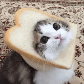 🍞 cat, bread, animal, cute, pet, kawaii telegram sticker