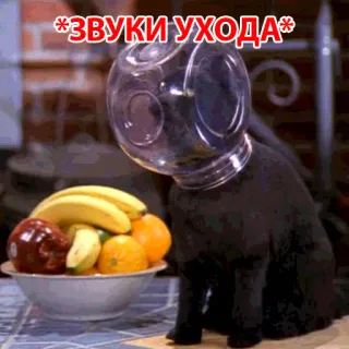 😭 *ЗВУКИ УХОДА* 猫, 動物, ボウル, ユーモア, ステッカー, ペット telegram sticker