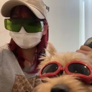 🌟 hond, zonnebril, persoon, masker, binnen, huisdier telegram sticker