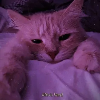 💈 life is hard Katze, traurig, schläfrig, Kätzchen, Tier telegram sticker