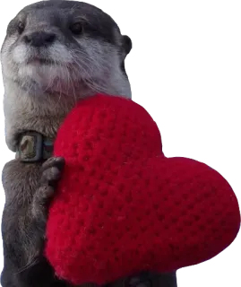 ❤ wydra, serce, miłość, zwierzę, słodki, walentynki telegram sticker
