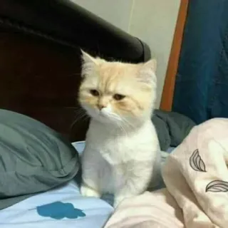 🪐 cat, pet, animal, cute, bed, kitten, domestic telegram sticker