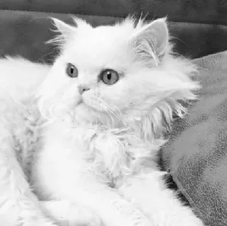 🖇 cat, white cat, fluffy cat, pet, animal, domestic cat telegram sticker
