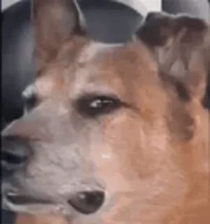 😦 chien, animal, portrait, gros plan, animal de compagnie, animal domestique whatsapp sticker