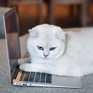 🖥 gato, laptop, gato branco, animal, fofo, computador, animal de estimação, felino telegram sticker