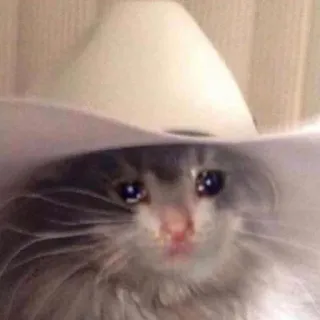 🥺 chat, cowboy, triste, animal, pleurs, mème telegram sticker