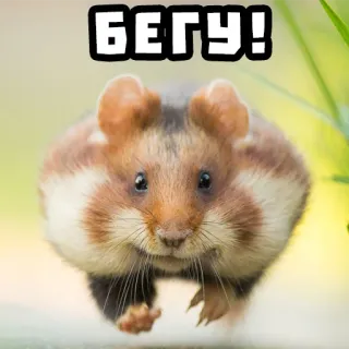 🏃 БЕГИ! hamster, berlari, binatang, imut, lucu telegram sticker