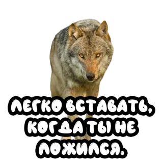 ☀️ ЛЕГКО ВСТАВАТЬ, КОГДА ТЫ НЕ ЛОЖИЛСЯ. lupo, animale, citazione, frase, russo telegram sticker