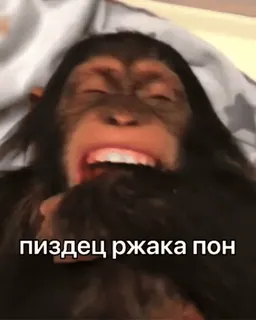 😳 пиздец ржака пон 동물, 원숭이, 웃긴, 밈 telegram sticker