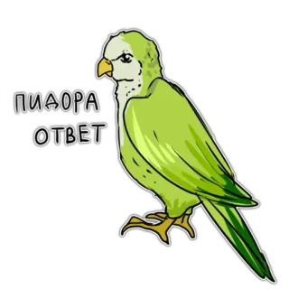 😝 ПИАРА ОТВЕТ Papagei, Vogel, Grün, Text, Russisch whatsapp sticker