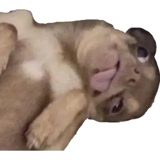 🙃 Hund, Welpe, Tier, süß, Zunge telegram sticker