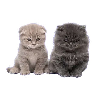 👥 chaton, chat, animal, mignon, animal de compagnie, domestique, félin whatsapp sticker