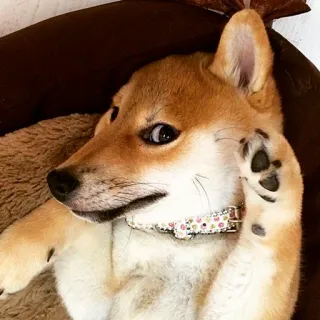shiba inu stickerpack telegram stickers