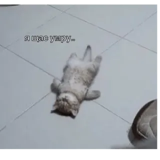😓 я щас умру kucing, meme, humor, hewan, imut, rusia, sekarat whatsapp sticker