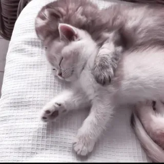🤍 小猫, 猫, 睡觉, 动物, 宠物, 可爱 telegram sticker