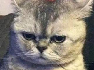 😑 Katze, wütend, grummelig, Meme, Tier telegram sticker