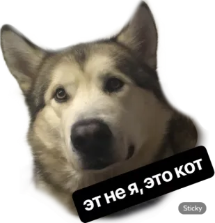 🌞 ЭТО НЕ Я, ЭТО КОТ dog, husky, sticker, funny, pet, animal whatsapp sticker