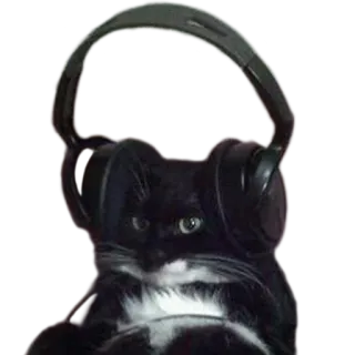 🎧 kucing, headphone, binatang, kucing hitam, musik telegram sticker